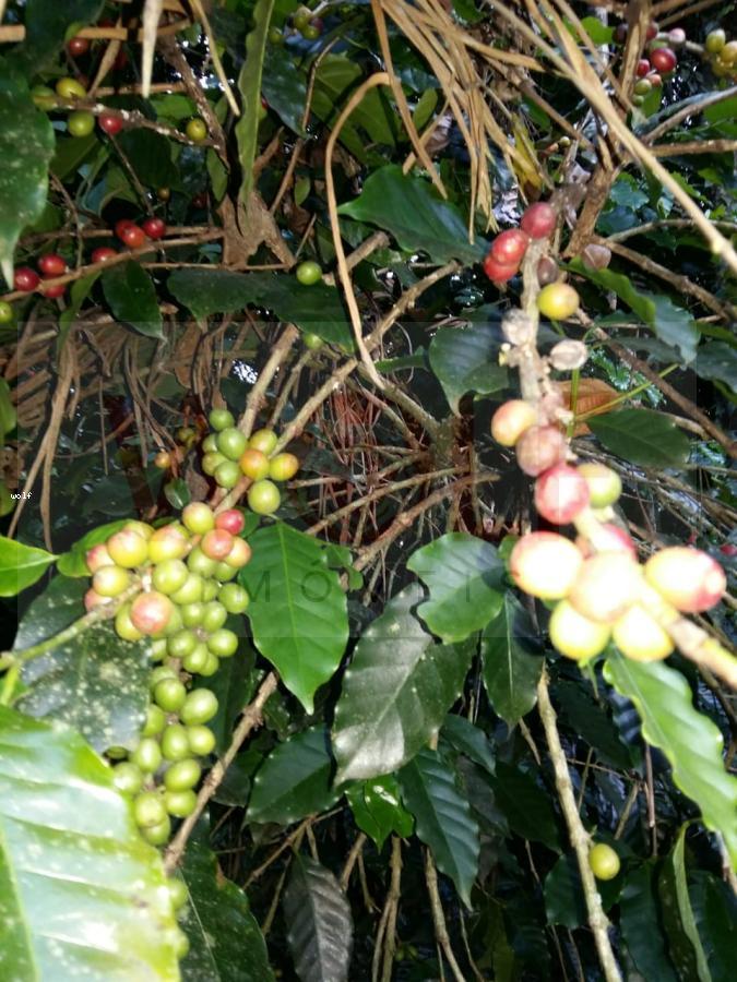 Terreno, 1 hectares - Foto 15